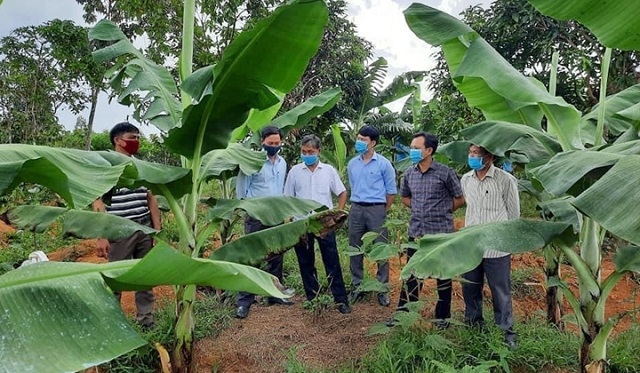 Đến nay các HTX ở huyện A Lưới cũng đã đủ sức cạnh tranh để đứng vững trên thị trường, mang lại cuộc sống ổn định cho thành viên.