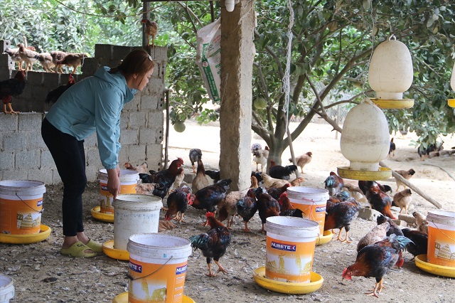 Ngày càng xuất hiện nhiều mô hình giảm nghèo có hiệu quả và thành công trên địa bàn huyện A Lưới.