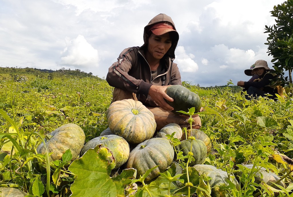 Mô hình trồng bí đỏ ở HTX nông nghiệp Hạnh Mỹ giúp bà con nông dân xã Mỹ Long Bắc nâng cao đời sống.