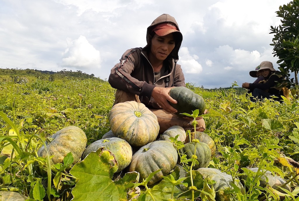 Mô hình trồng bí đỏ ở HTX nông nghiệp Hạnh Mỹ giúp bà con nông dân xã Mỹ Long Bắc nâng cao đời sống.