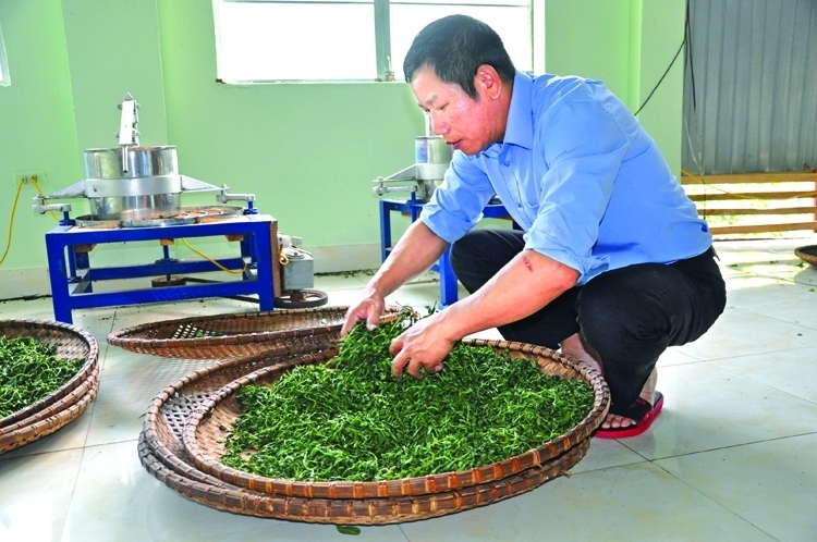 Ông Tô Văn Khiêm, Giám đốc HTX chè an toàn Khe Cốc kiểm tra chất lượng sản phẩm.