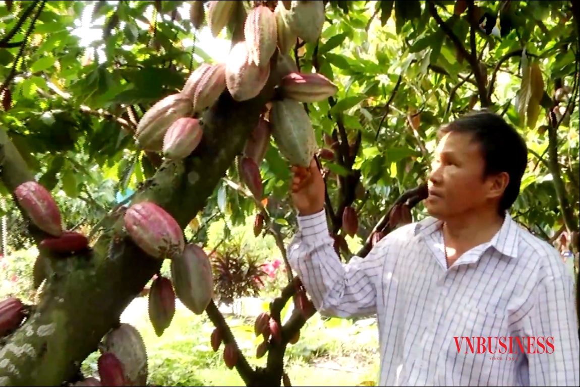 Vườn ca cao của HTX Suối Cát đang cho năng suất, giá trị rất cao, góp phần xây dựng nông thôn mới tại địa phương.