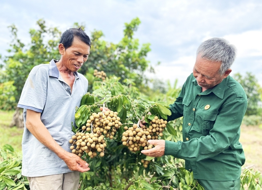 Thúc đẩy liên kết hợp tác trong sản xuất và tiêu thụ giúp giải quyết những tồn tại của ngành nông nghiệp.