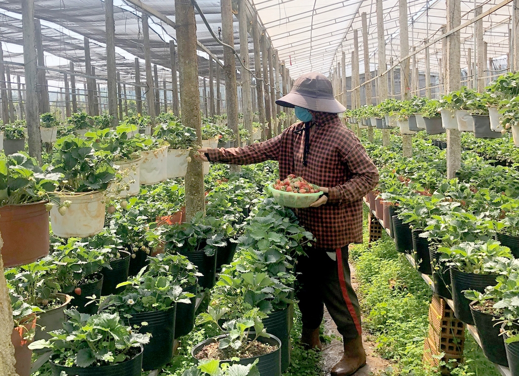 Bà con nông dân là giáo dân ở Ia Băng đổi mới tư duy sản xuất nông nghiệp, nhiều hộ dân làm ăn hiệu quả và vươn lên giàu có.