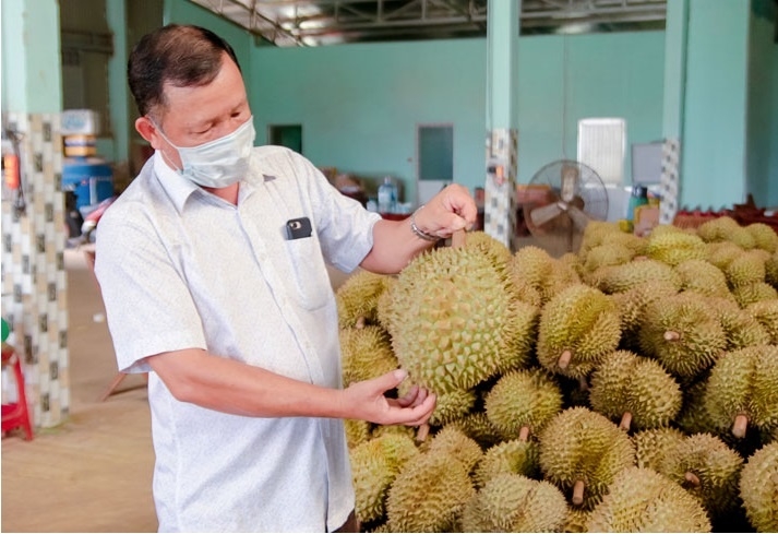 Bộ NN&PTNT yêu cầu tăng cường kiểm soát chặt chẽ các đối tượng kiểm dịch thực vật tại các vùng trồng, cơ sở đóng gói đã được cấp mã số xuất khẩu sang thị trường Trung Quốc.