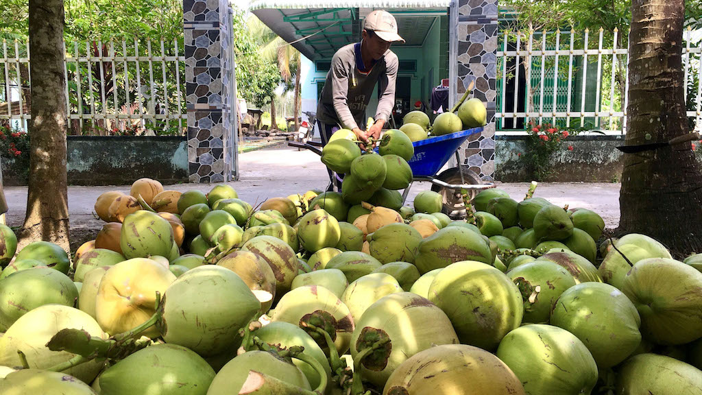 Cách làm hiệu quả của HTX nông nghiệp Thới Thạnh giúp cho nông dân trồng dừa nâng cao đời sống.