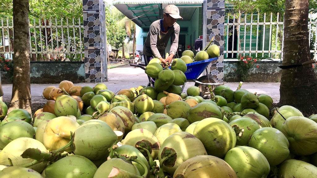 Cách làm hiệu quả của HTX nông nghiệp Thới Thạnh giúp cho nông dân trồng dừa nâng cao đời sống.