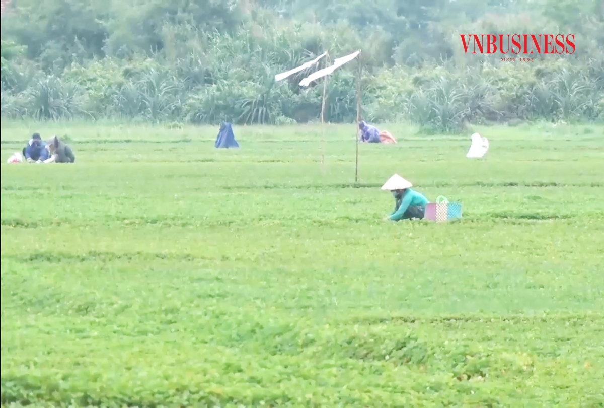 Mô hình trồng rau má VietGAP ở Quảng Điền đang cho giá trị cao.