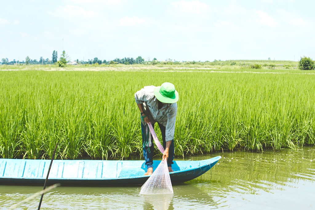 Định hướng sản xuất của HTX tôm lúa xanh Ninh Thạnh Lợi trong thời gian tới là tiếp tục đẩy mạnh sản xuất mô hình tôm – lúa theo hướng hữu cơ.