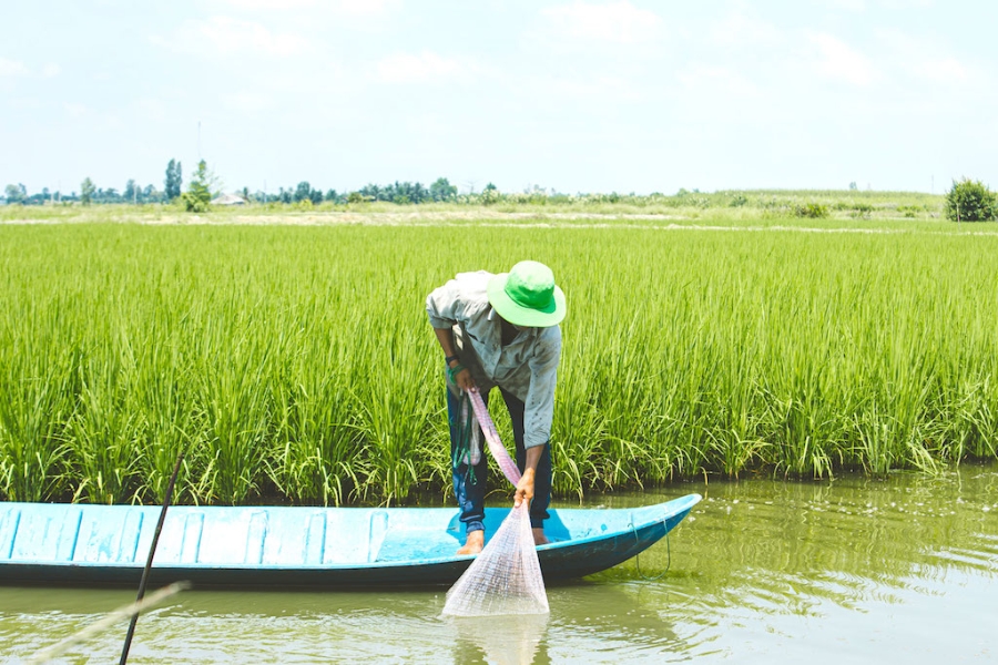 Định hướng sản xuất của HTX tôm lúa xanh Ninh Thạnh Lợi trong thời gian tới là tiếp tục đẩy mạnh sản xuất mô hình tôm – lúa theo hướng hữu cơ.