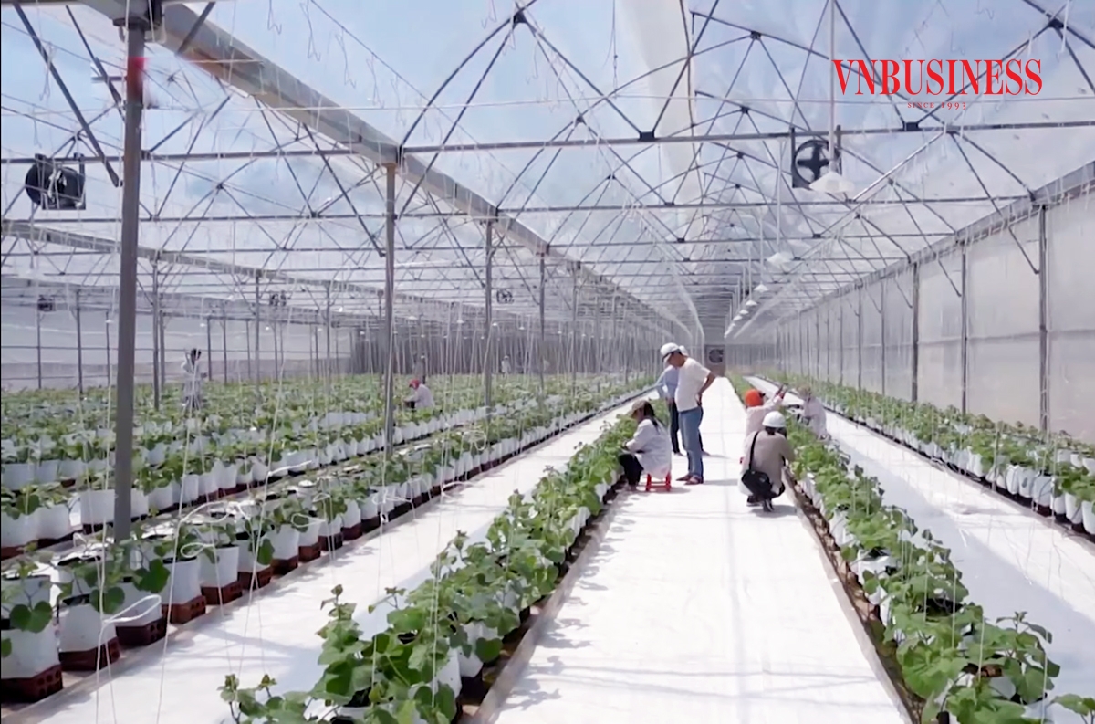 OCOP được xem là bước đột phá trong xây dựng nông thôn mới ở Thừa Thiên Huế.