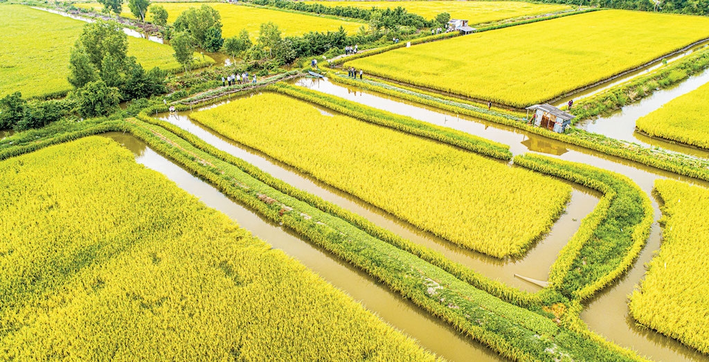 HTX nông nghiệp tổng hợp Ba Đình là điểm sáng điển hình trong việc hướng đến sản xuất lúa sạch theo hướng hữu cơ ở huyện Hồng Dân.