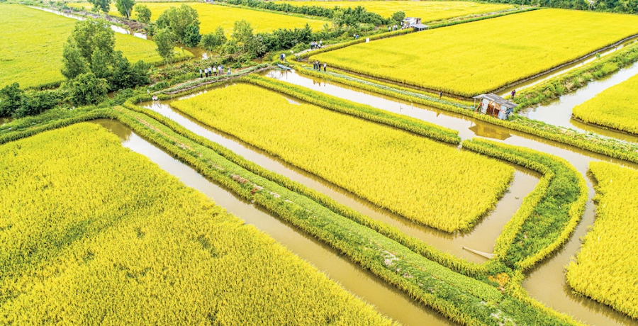 HTX nông nghiệp tổng hợp Ba Đình là điểm sáng điển hình trong việc hướng đến sản xuất lúa sạch theo hướng hữu cơ ở huyện Hồng Dân.