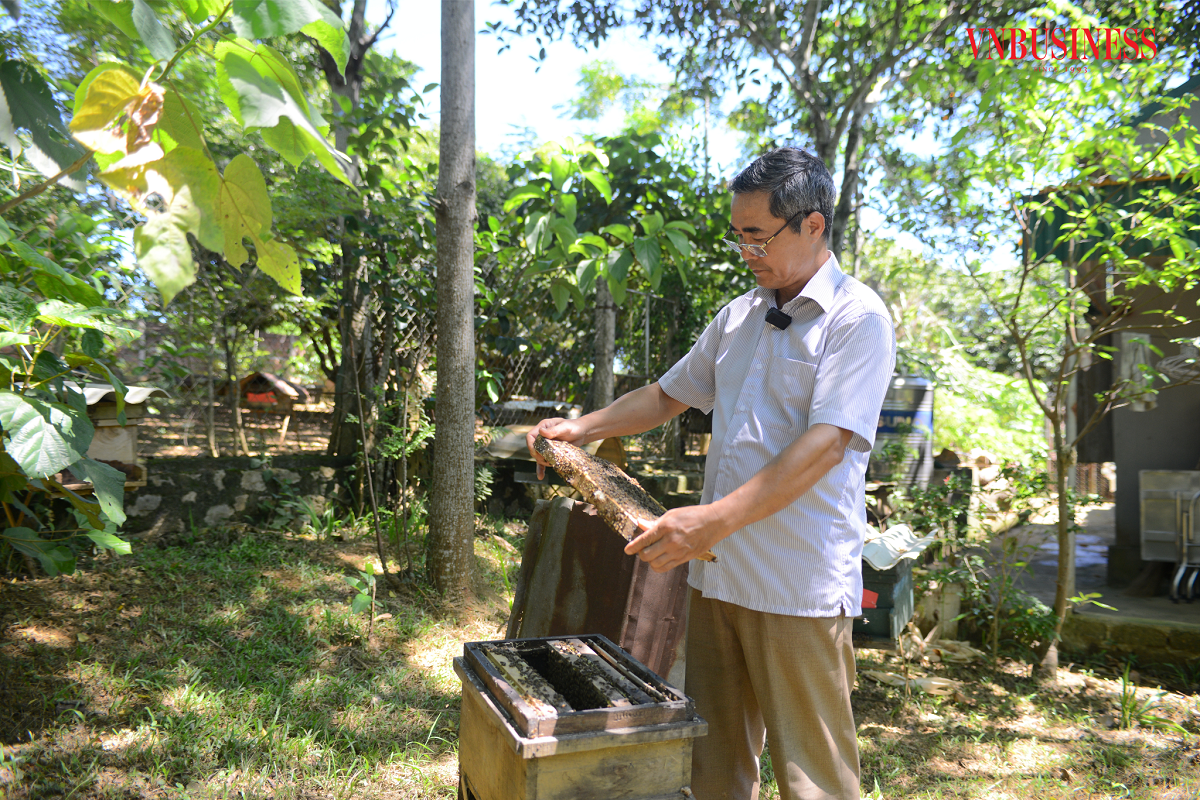 Mỗi hộ thành viên có thể nuôi từ 50 - 70 đàn ong, thậm chí có hộ nuôi lên đến 100 đàn.