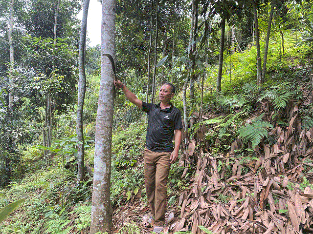Các HTX đã phát huy được hiệu quả kinh tế từ rừng trồng và nâng cao thu nhập, cải thiện đời sống cho các thành viên.