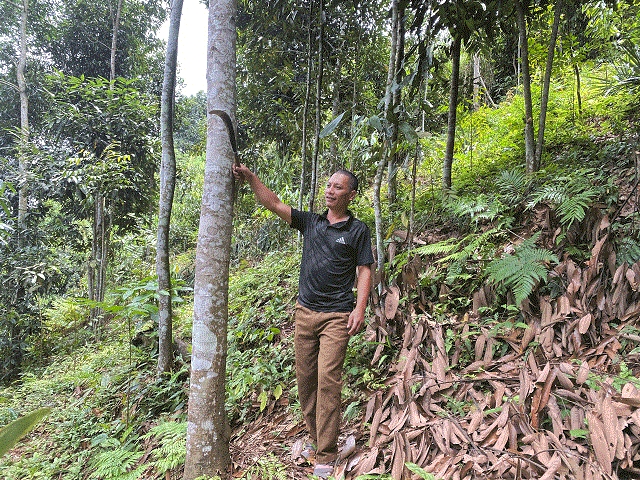 Các HTX đã phát huy được hiệu quả kinh tế từ rừng trồng và nâng cao thu nhập, cải thiện đời sống cho các thành viên.