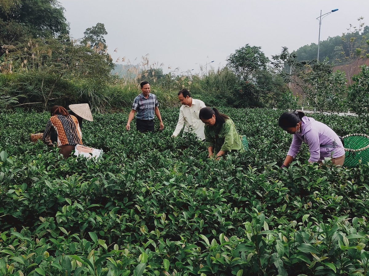 Nông dân thu hoạch chè Bát Tiên.