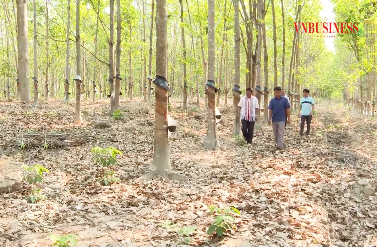 Sa Thầy đang phát triển thành công nhiều loại cây trồng kinh tế chủ lực, góp phần đẩy nhanh tốc độ giảm nghèo.