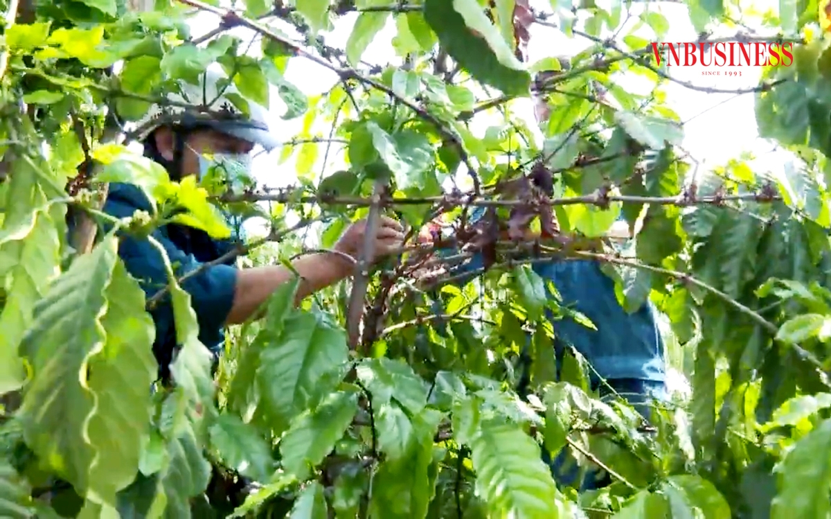 Các HTX có vai trò quan trọng trong phát triển sản xuất, xóa đói giảm nghèo ở Sa Thầy.