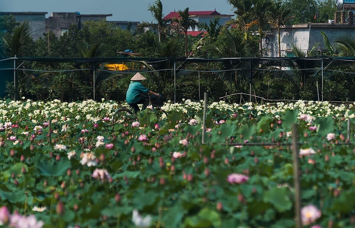 Hoa sen góp phần tạo cảnh quan cho các địa phương.