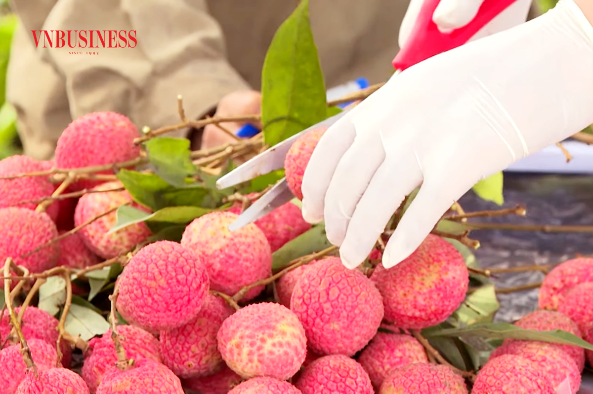 Vải trứng đang là cây trồng mang lại giá trị cao cho nông dân Hưng Yên những năm qua nhờ xuất khẩu.