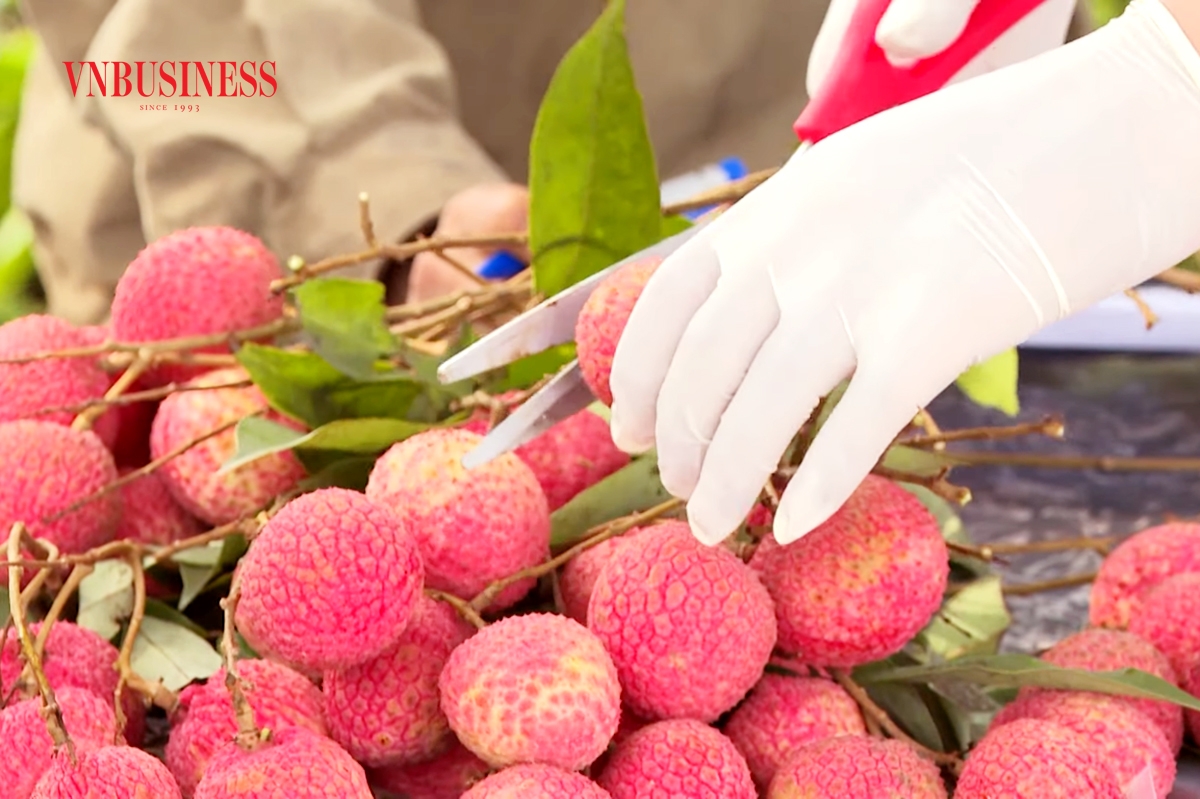 Vải trứng đang là cây trồng mang lại giá trị cao cho nông dân Hưng Yên những năm qua nhờ xuất khẩu.