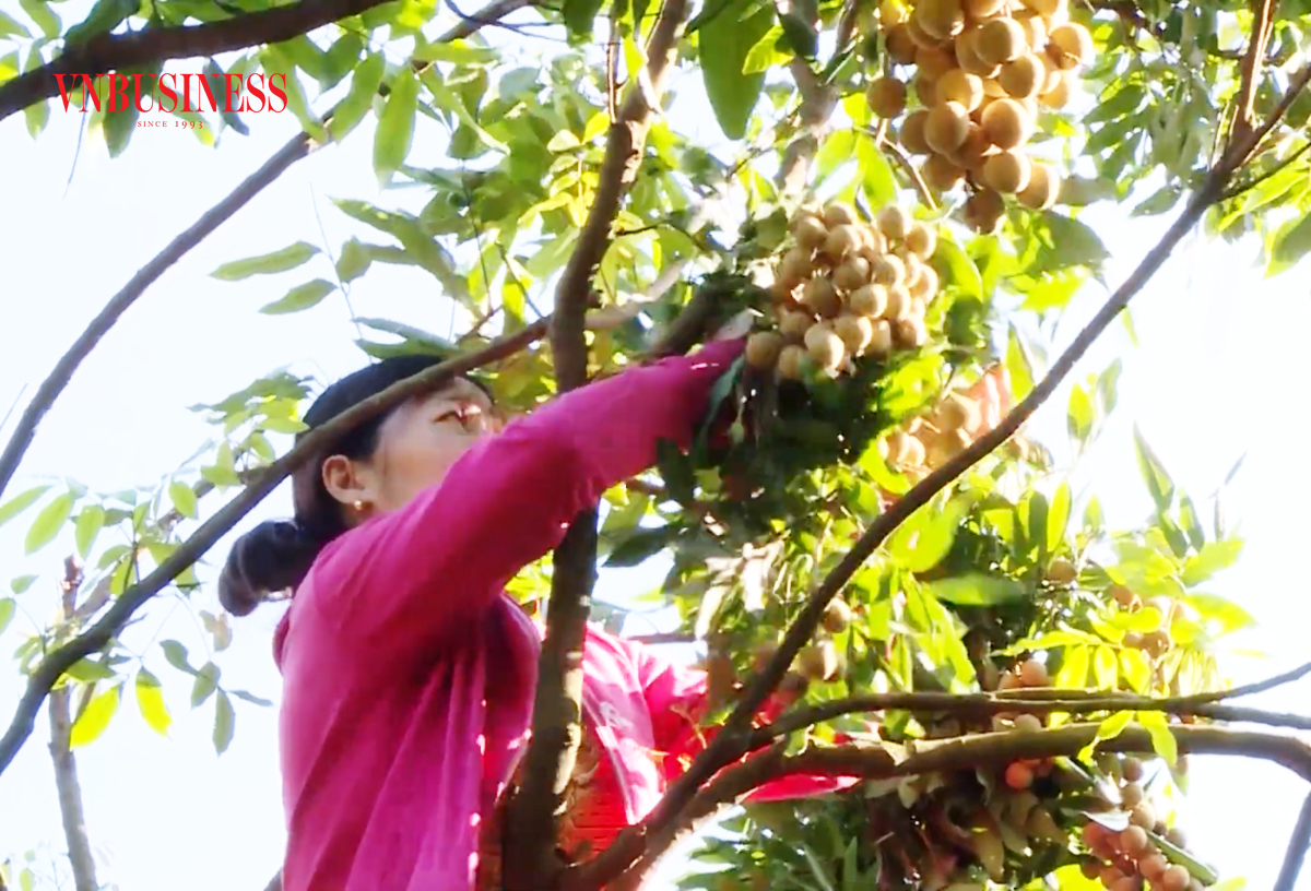 Nhãn đang là một trong những cây trồng chủ lực, xóa đói giảm nghèo, làm giàu cho nông dân Hưng Yên.