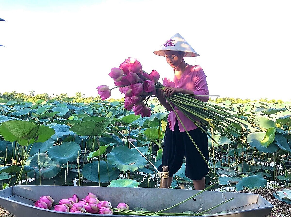 Người dân Đông Ngạc &lpar;Bắc Từ Liêm, Hà Nội&rpar; thu hoạch hoa sen.