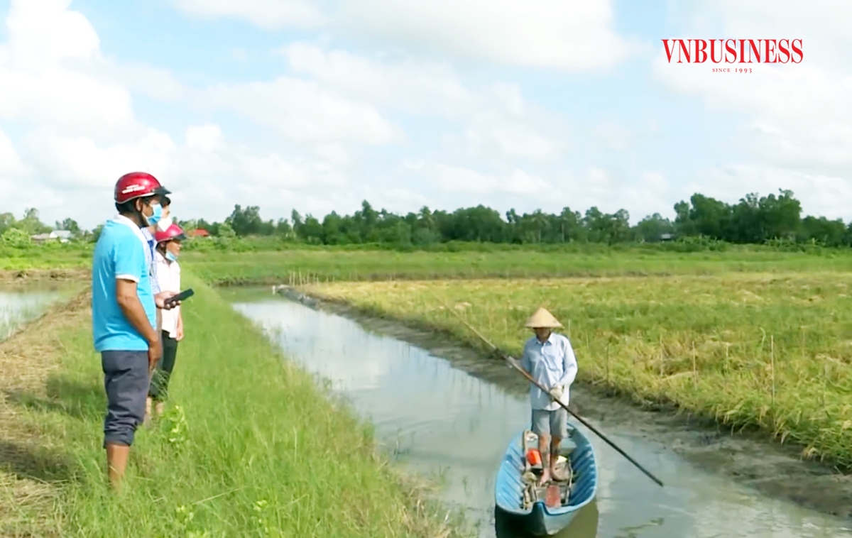 Mô hình nuôi tôm kết hợp trồng lúa đang mang lại hiệu quả kinh tế cao, góp phần xóa đói giảm nghèo ở Cái Nước.