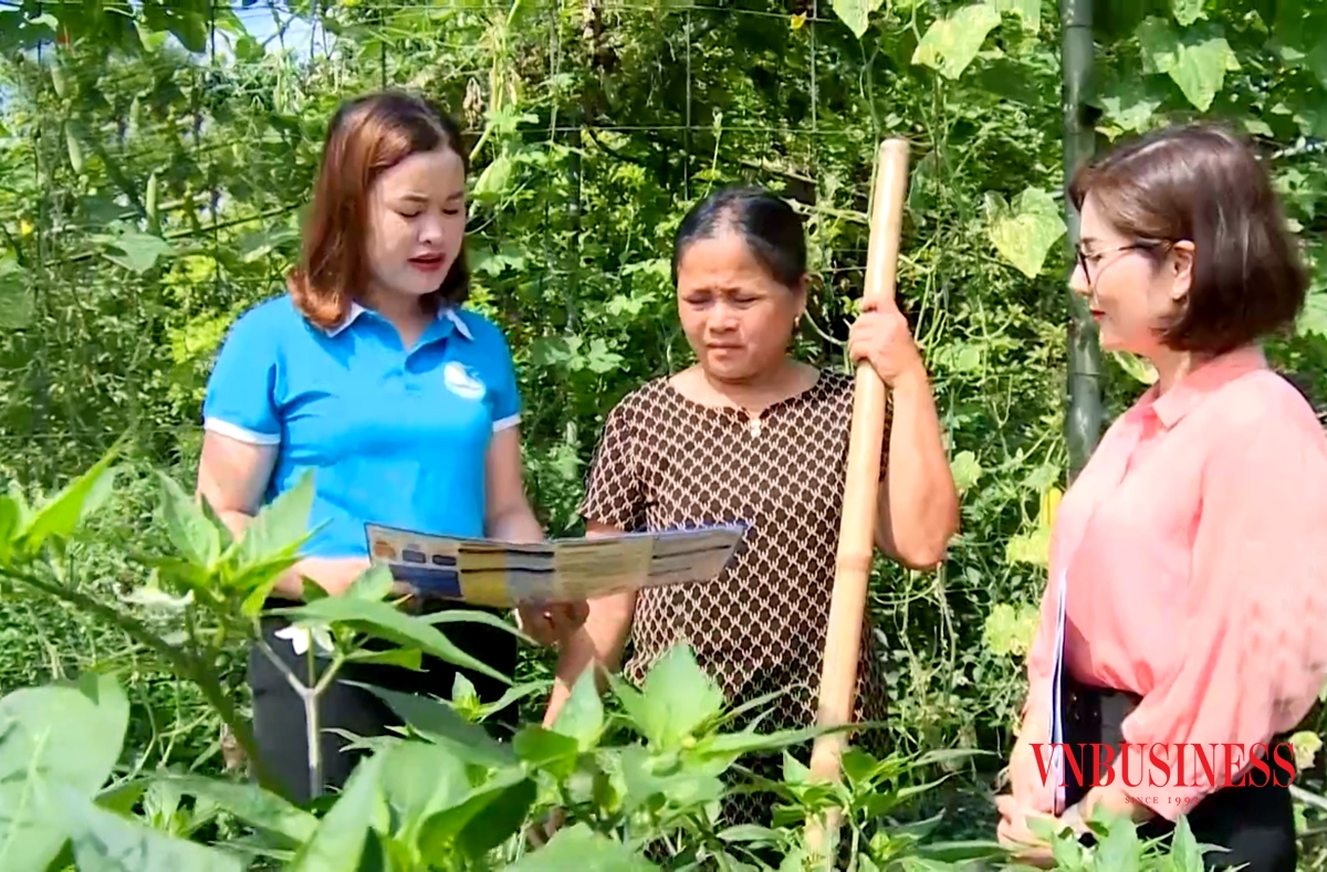 Câu lạc bộ Vườn rau an sinh đang góp phần lan tỏa chính sách BHXH tự nguyện ở Hà Tĩnh.