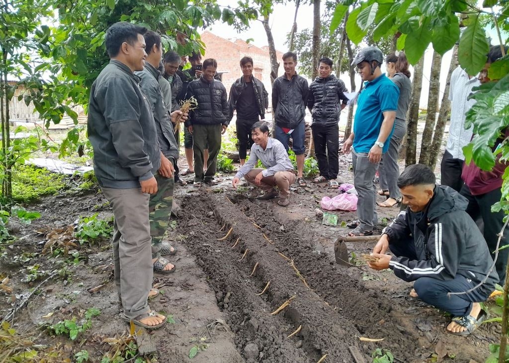 Sát cánh cùng HTX trồng cây dược liệu giúp nâng cao đời sống bà con dân tộc thiểu số theo đạo Tin lành ở Đắk Pek.