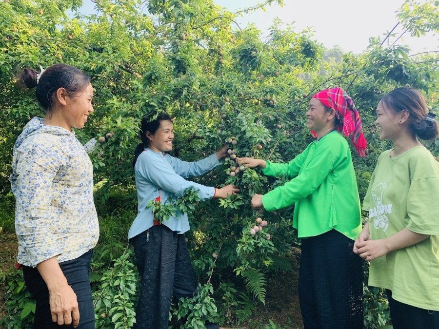 Mận Tam Hoa là cây trồng xóa đói, giảm nghèo, làm giàu cho nhiều đồng bào dân tộc thiểu số.