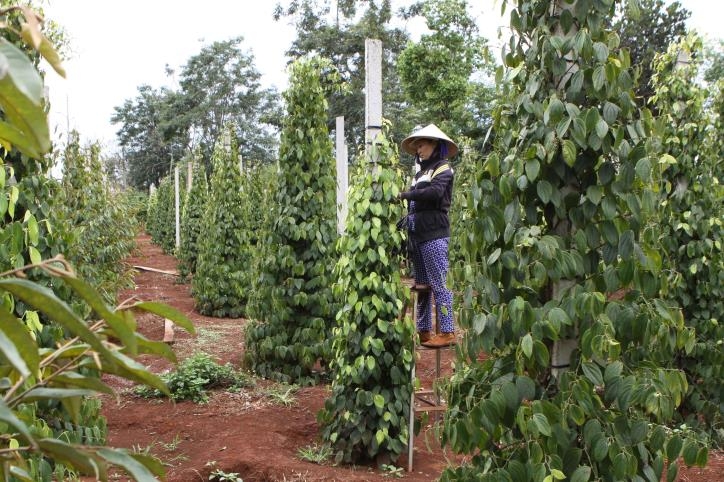“Bí quyết” giúp cho sự liên kết của HTX với các hộ thành viên ở đây thành công là HTX đã chú trọng sản xuất theo hướng ứng dụng công nghệ cao, các thành viên khi tham gia HTX sẽ được trang bị kiến thức, kỹ năng sản xuất hiện đại.