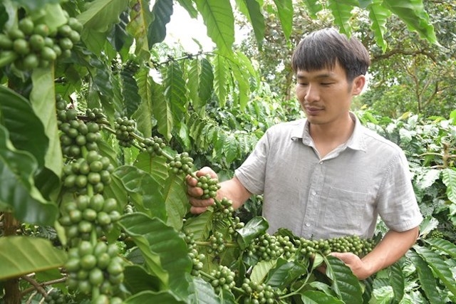 Cây cà phê là một trong những cây trồng thế mạnh của Đắk Nông đang được các HTX đẩy mạnh liên kết trồng, sản xuất, mang lại giá trị xuất khẩu cao.
