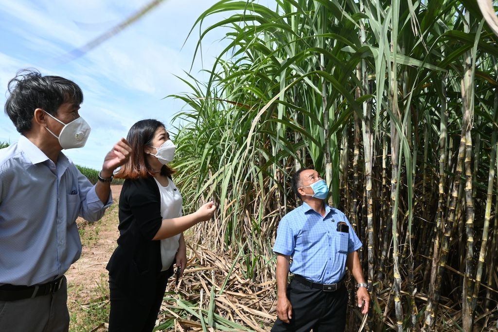 Để giữ đà tăng trưởng vững chắc đang đòi hỏi các DN mía đường cần phải mở rộng được vùng nguyên liệu vốn đã sụt giảm nhiều trong những năm qua.