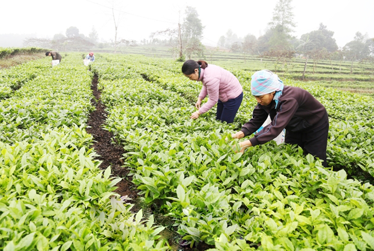 Các cây trồng thế mạnh như chè đang được Mường Khương thúc đẩy để phát triển kinh tế - xã hội &lpar;Ảnh: BLC&rpar;.