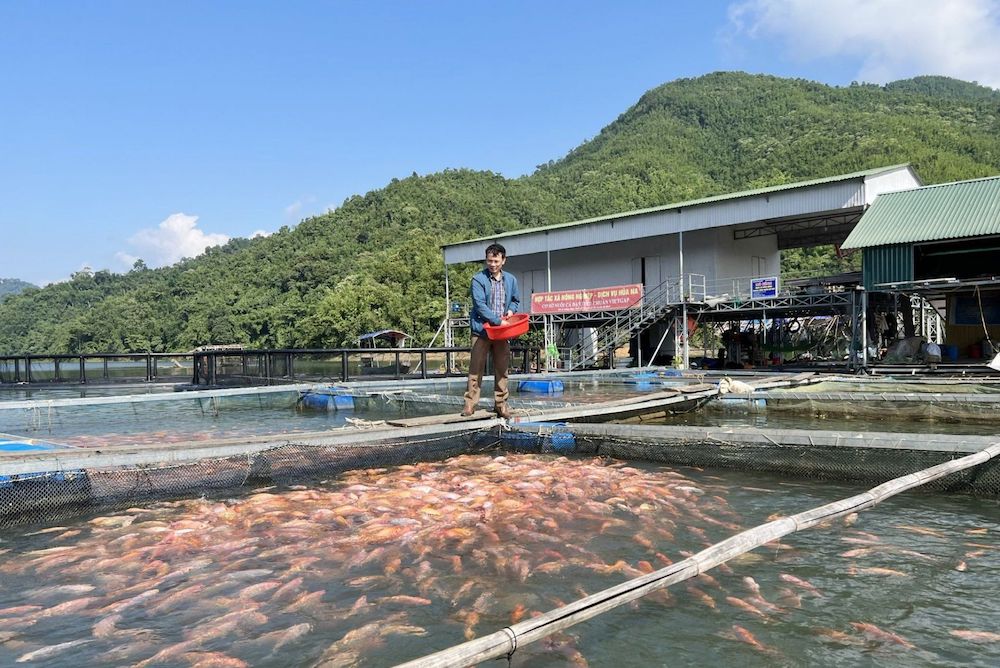 Các HTX thực hiện vai trò “bà đỡ” cho đồng bào và thúc đẩy sản xuất theo chuỗi giá trị ở vùng dân tộc thiểu số miền núi tỉnh Nghệ An.