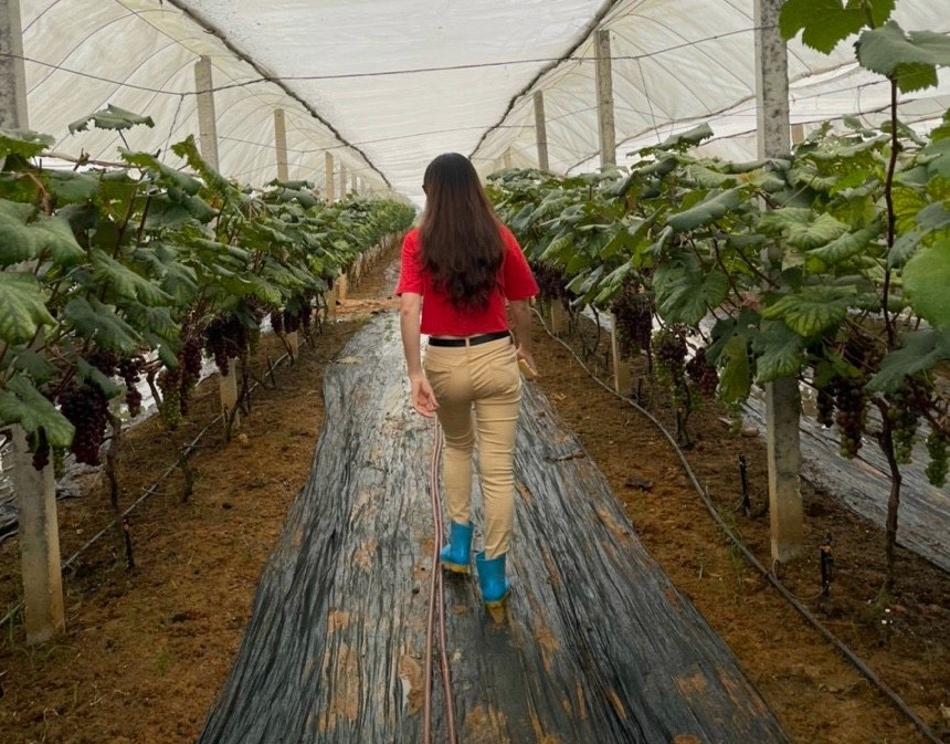 Nho hạ đen là mô hình có giá trị kinh tế, thúc đẩy du lịch nông thôn.