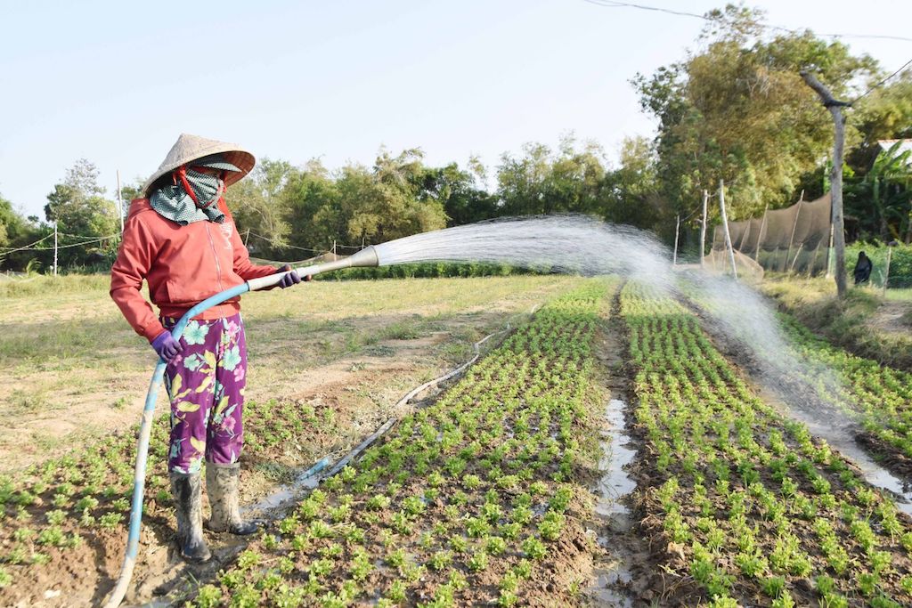 Nhờ HTX nông nghiệp hữu cơ Ngũ Lạc thực hiện mua tận rẫy, bán tận nơi” nên người trồng rau màu ở Duyên Hải có thêm giá trị giá tăng luôn cao hơn so với bán cho các thương lái từ 20 - 25%.