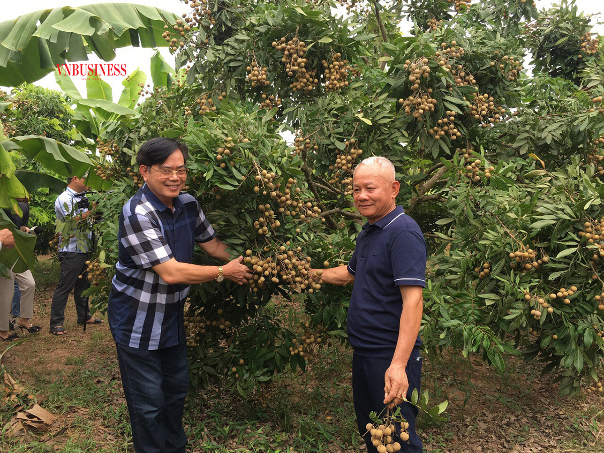 Mô hình du lịch trải nghiệm thu hái nhãn tại vườn được rất nhiều du khách quan tâm.