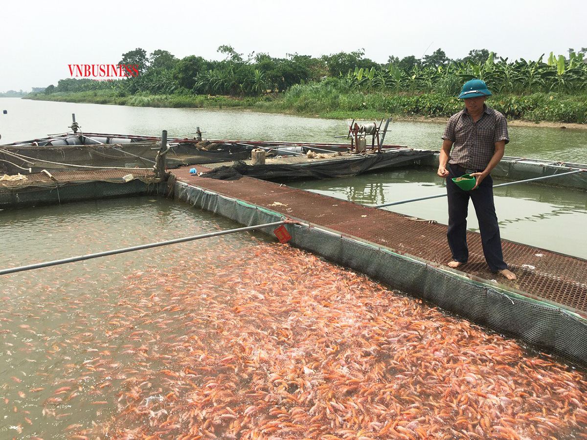 HTX sở hữu 60 lồng cá, tổng sản lượng thu hoạch đạt khoảng 600 tấn mỗi năm, doanh thu đạt 36 tỷ đồng.