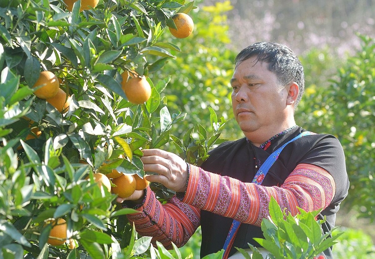 Các HTX ở Sơn La có vai trò quan trọng trong việc hỗ trợ đồng bào dân tộc thiểu số ở địa phương ứng dụng công nghệ gắn với bảo vệ môi trường trong sản xuất.