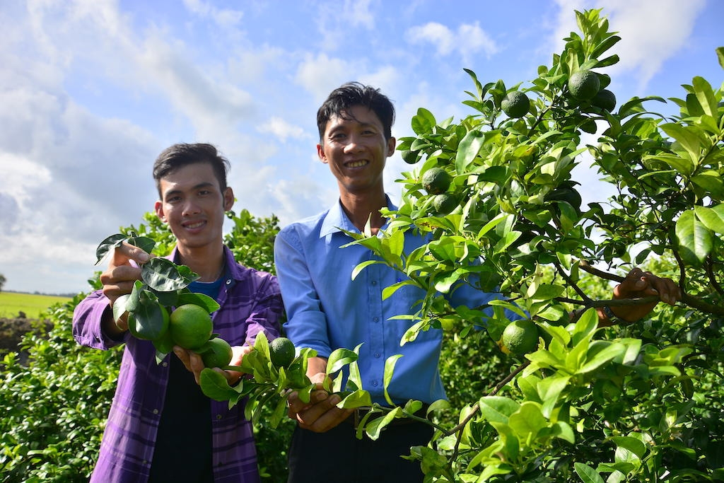 Khởi sắc kinh tế tập thể mang lại niềm vui cho người dân, phật tử ở “thủ phủ” trồng chanh huyện Bến Lức.