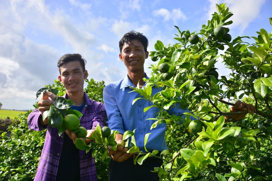 Khởi sắc kinh tế tập thể mang lại niềm vui cho người dân, phật tử ở “thủ phủ” trồng chanh huyện Bến Lức.