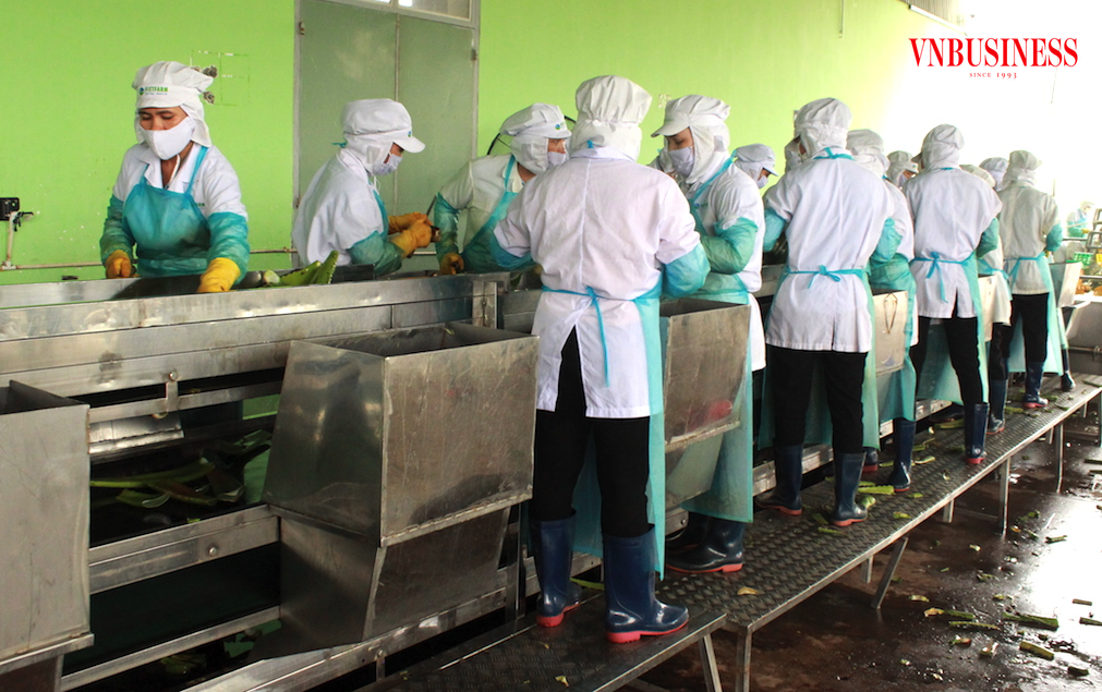 Để tăng sức mạnh cho ngành hàng nông sản đang đòi hỏi cần có “liều thuốc” đúng chỗ ở 2 điểm yếu là khâu liên kết và chế biến.