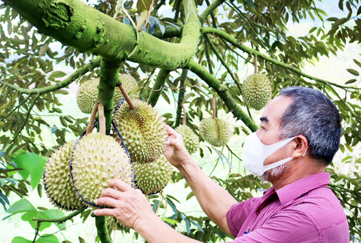 Đam Rông đang chú trọng nâng cao giá trị cho cây sầu riêng để thúc đẩy xóa đói giảm nghèo &lpar;Ảnh: BLĐ&rpar;.