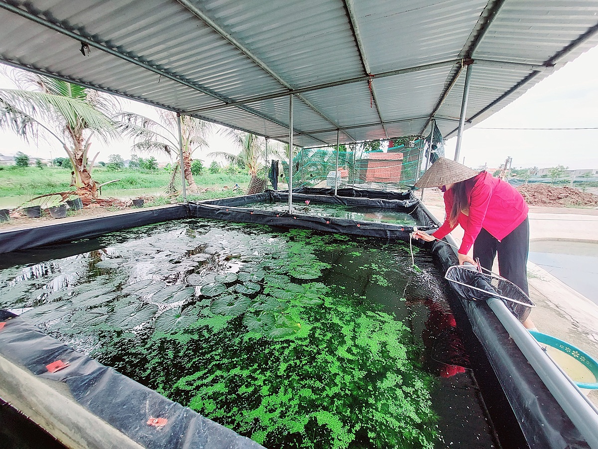 Một số hộ đang cầm cự bằng cách chuyển sang nuôi cá cảnh giống.