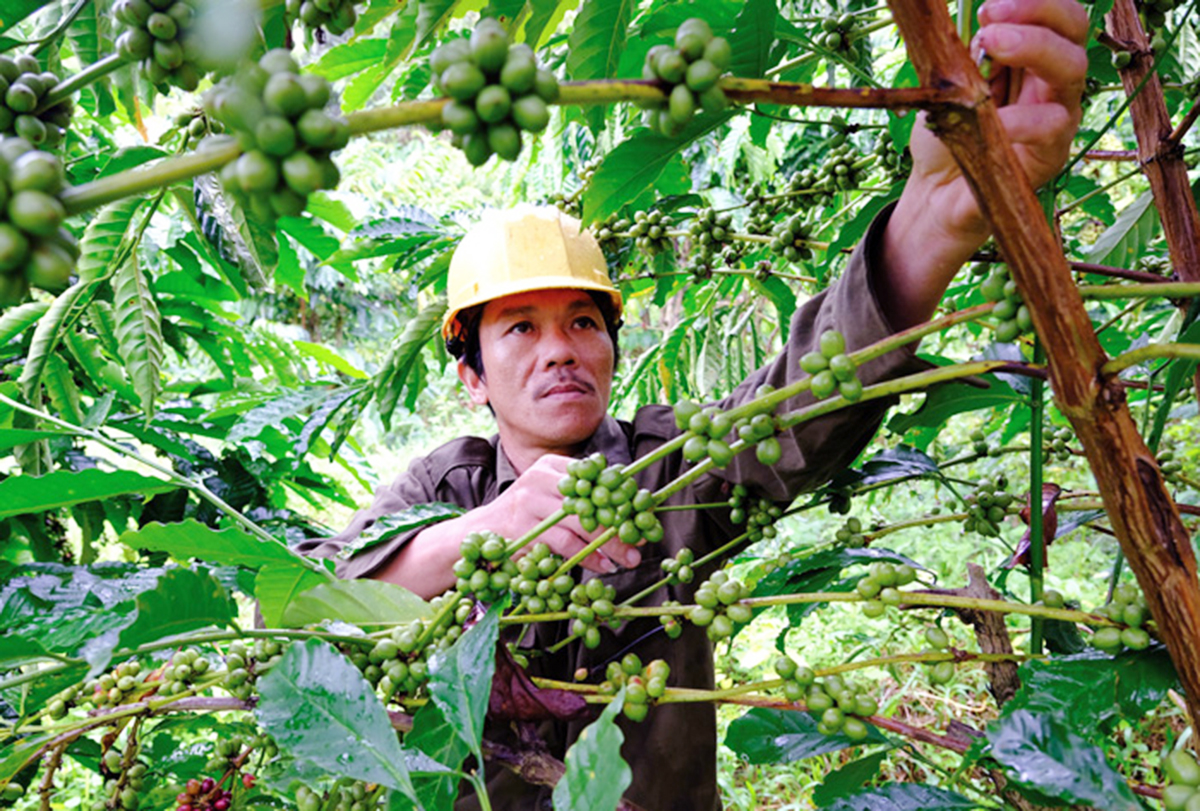 Ngành nông nghiệp huyện chủ động phát triển các cây trồng thế mạnh &lpar;Ảnh: BLĐ&rpar;.