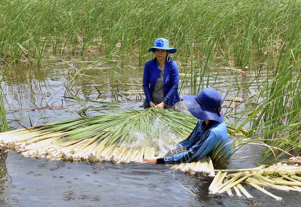 Thu hoạch bồn bồn ở HTX Thương mại Dịch vụ Tiến Ðạt.