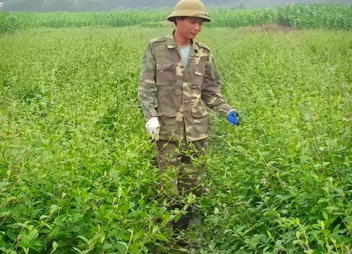 Huyện Lang Chánh đang tập trung đẩy mạnh trồng cây dược liệu, góp phần nâng cao thu nhập cho đồng bào vùng cao, giảm nhanh tỷ lệ hộ nghèo.